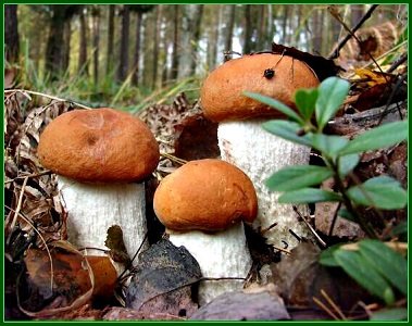 Грибочки - лес, природа, осень, грибы, подосиновик - оригинал