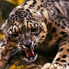 Схема вышивки «№2230159»