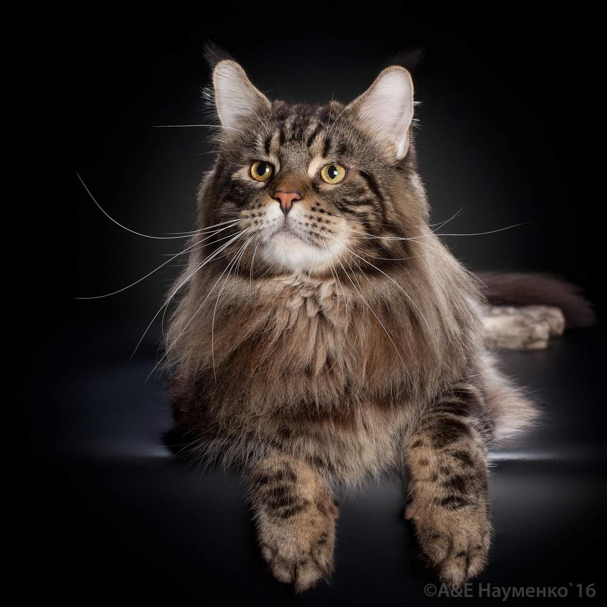 Орсон - оригинал