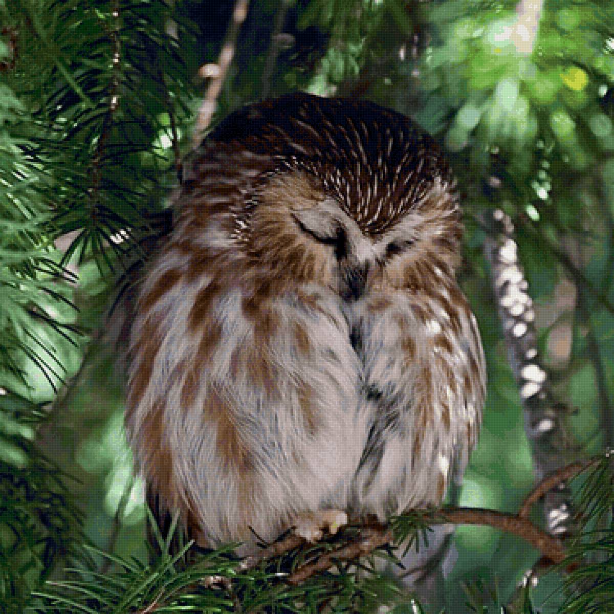 Сон совушки - птицы, сова - предпросмотр