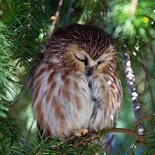 Схема вышивки «Сон совушки»