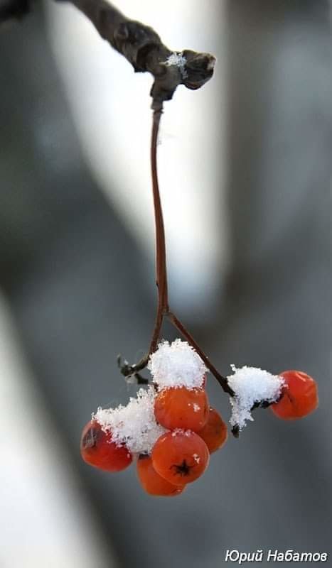 Любимая рябина - зима, снег, ягоды - оригинал
