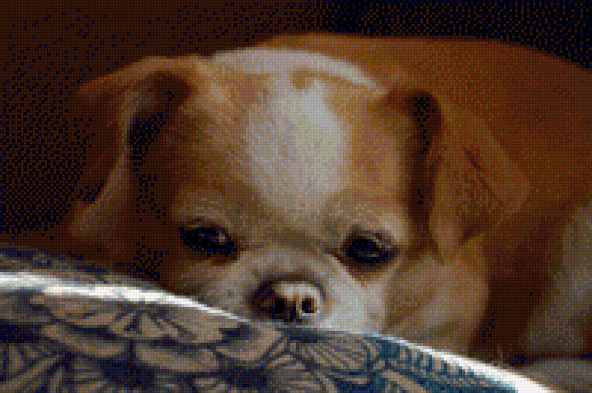 Туся - предпросмотр