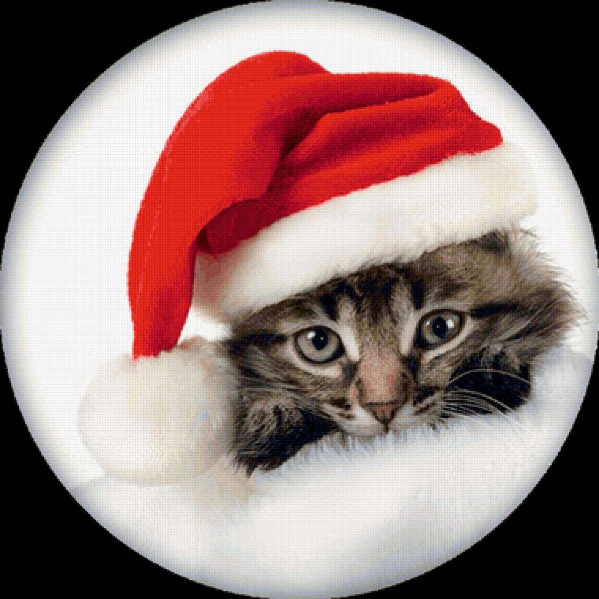 Gato. - animais. ilustração. - предпросмотр