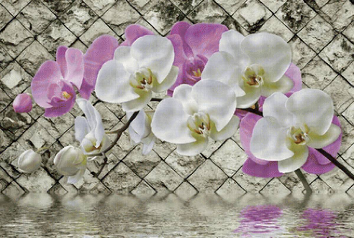 Orquídeas. - flores.orquideas. - предпросмотр