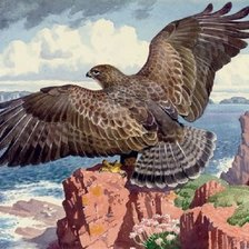 Схема вышивки «Falcão.»