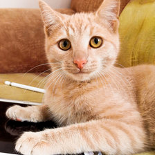 Схема вышивки «Кэцэ»