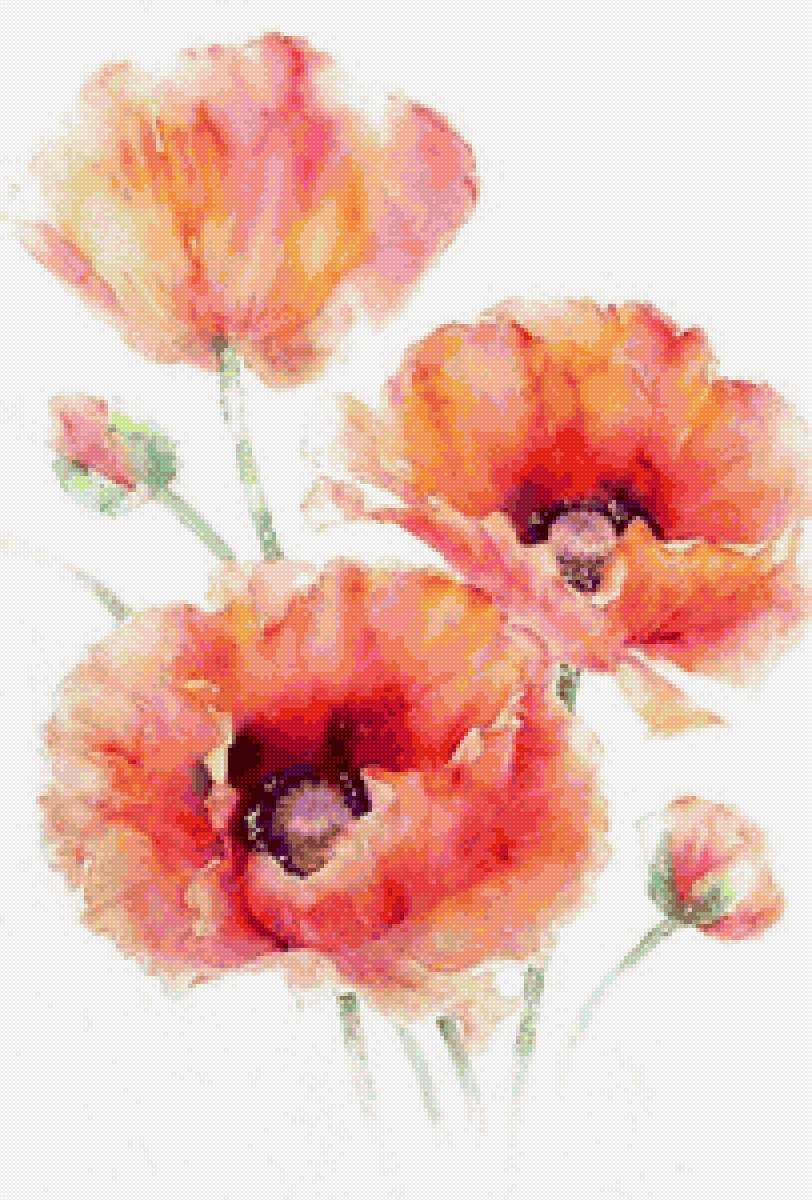 маки - акварель, цветы, мак, цветок, маки - предпросмотр