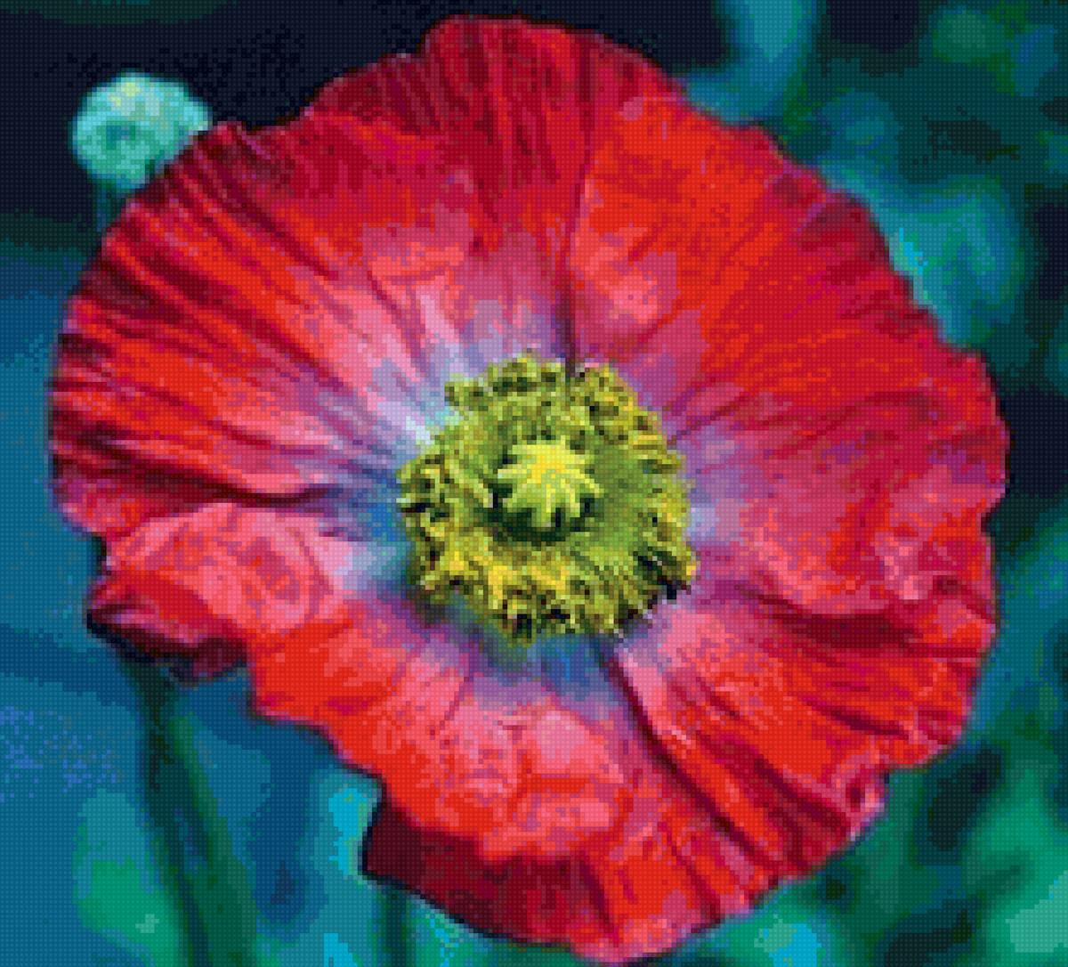 мак - цветы, мак, цветок, маки - предпросмотр