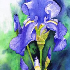 Схема вышивки «ирис»