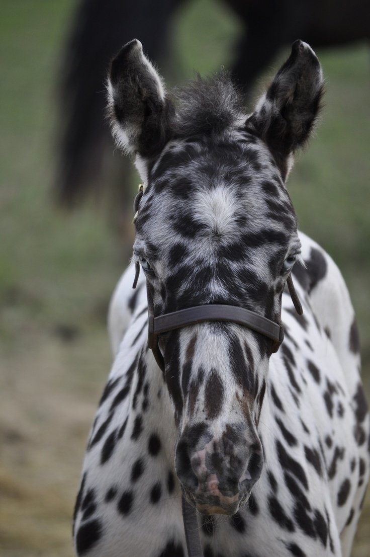 Красивые животные - оригинал