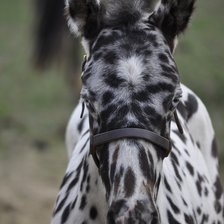 Схема вышивки «Красивые животные»