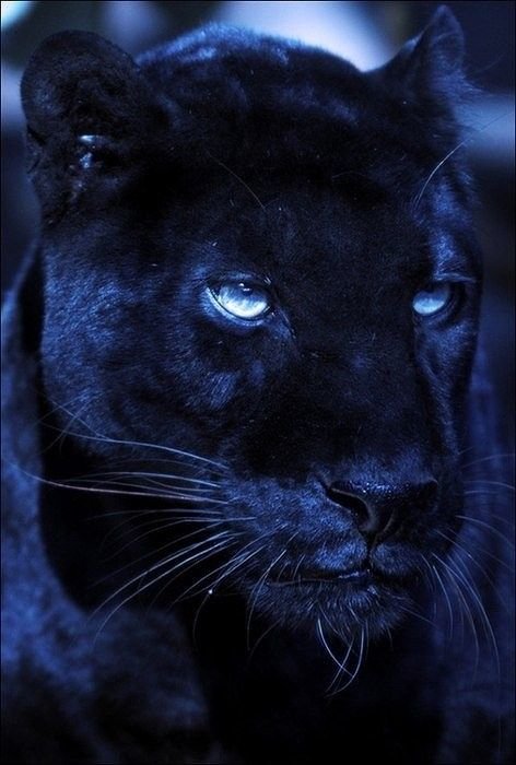 Красивые животные - оригинал