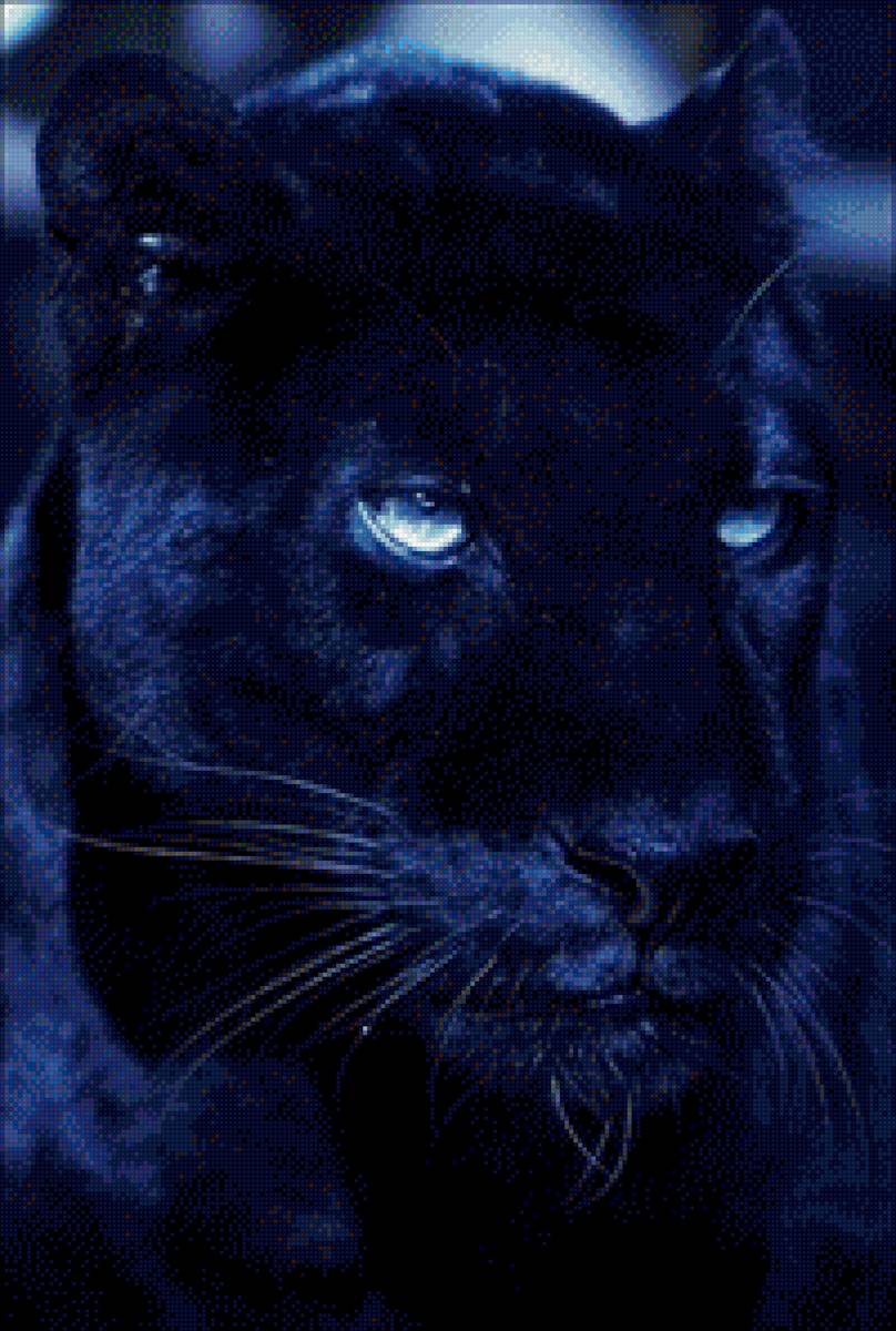 Красивые животные - предпросмотр