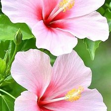 Схема вышивки «Цветы»