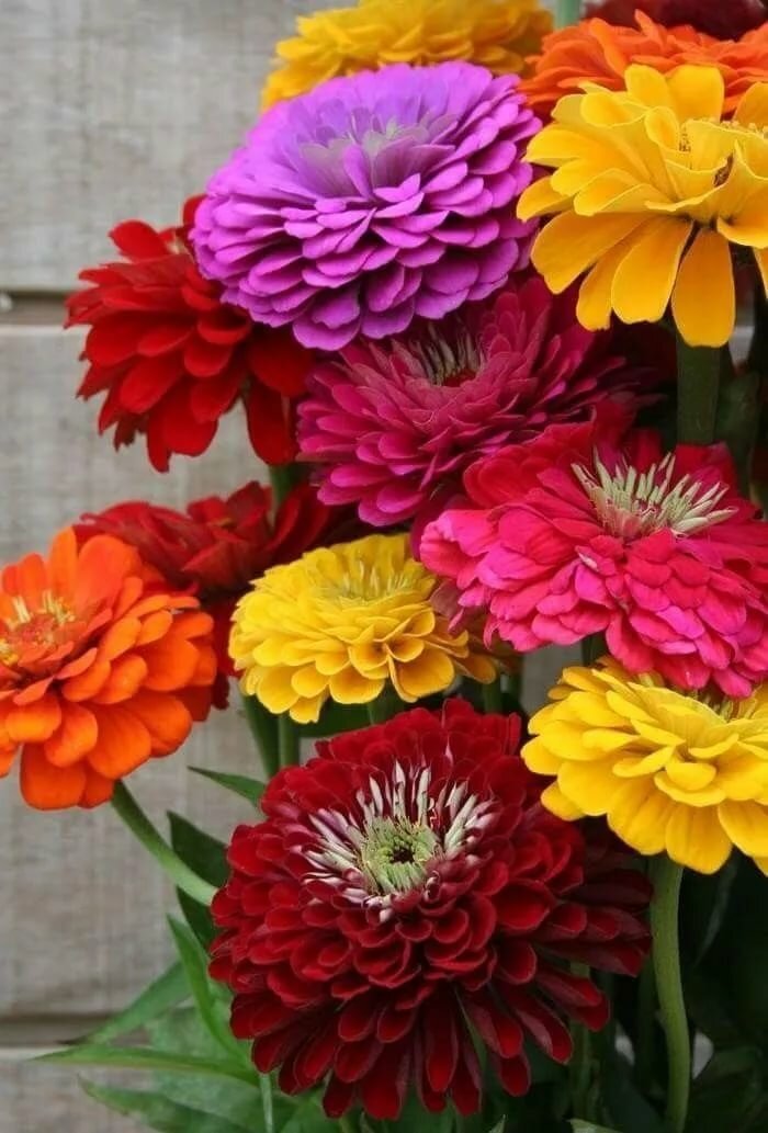 Цветы - оригинал