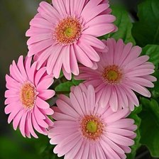 Схема вышивки «Цветы»