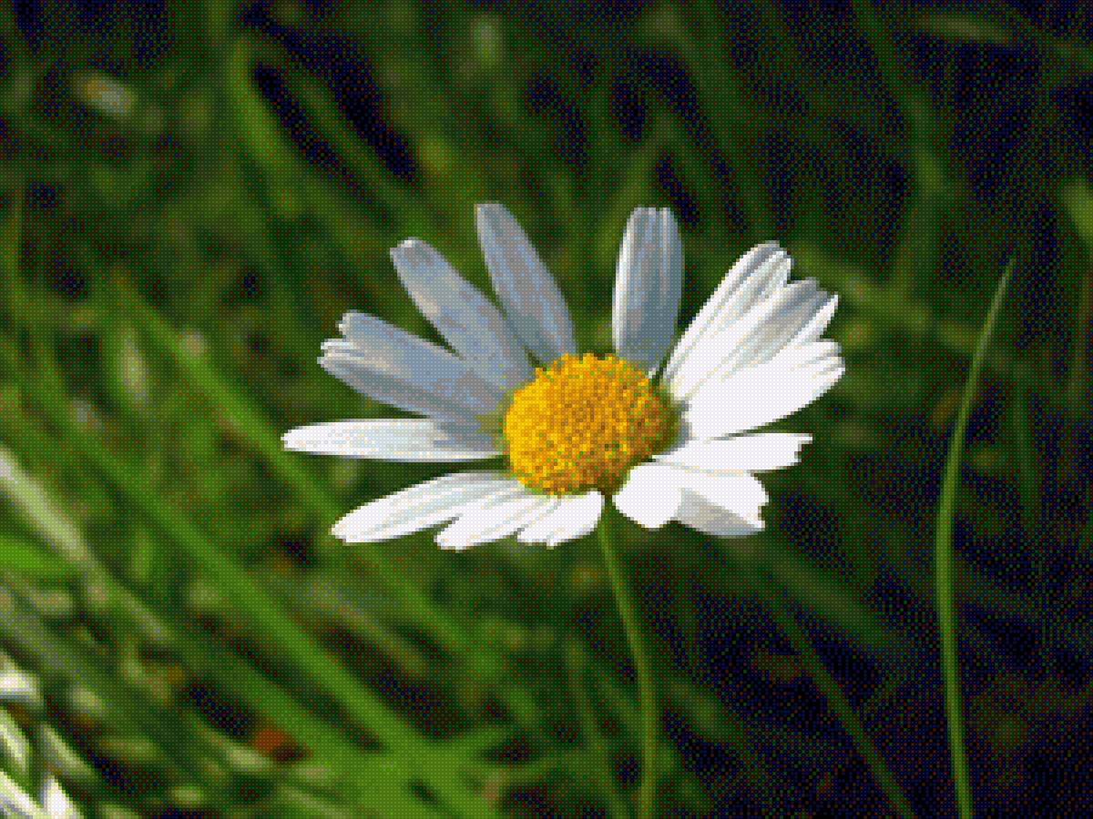 Ромашка - ромашка, цветы - предпросмотр