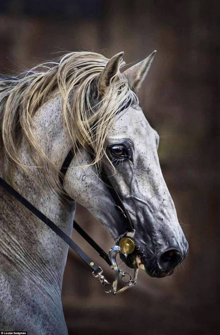 Портрет коня - животные, лошади - оригинал