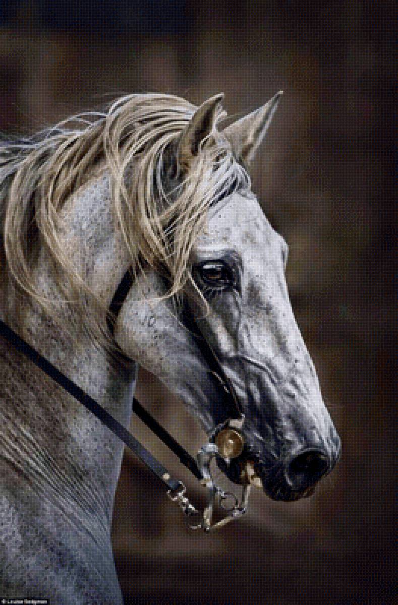Портрет коня - лошади, животные - предпросмотр