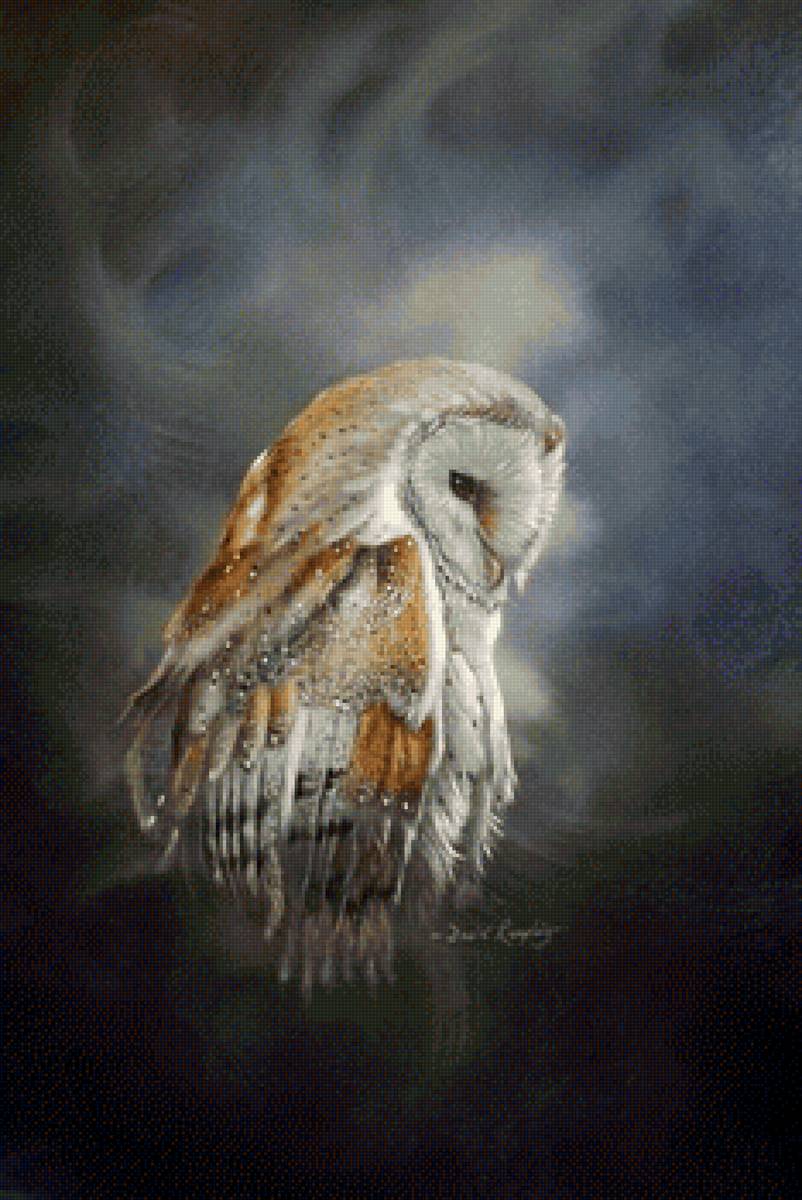 Сипуха - животные, птицы, совы - предпросмотр