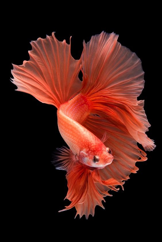 Orange Halfmoon Betta Fish - fish - оригинал