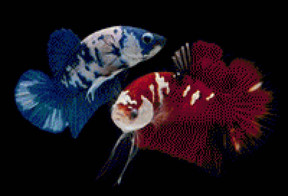 Koi Fish - fish - предпросмотр