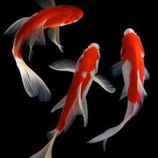 Three Koi Fish
