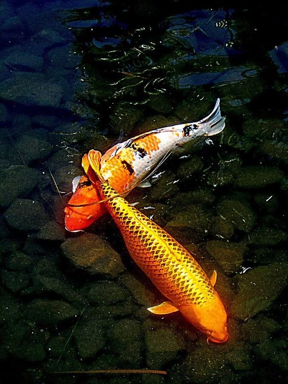 Two Koi Fish - fish - оригинал