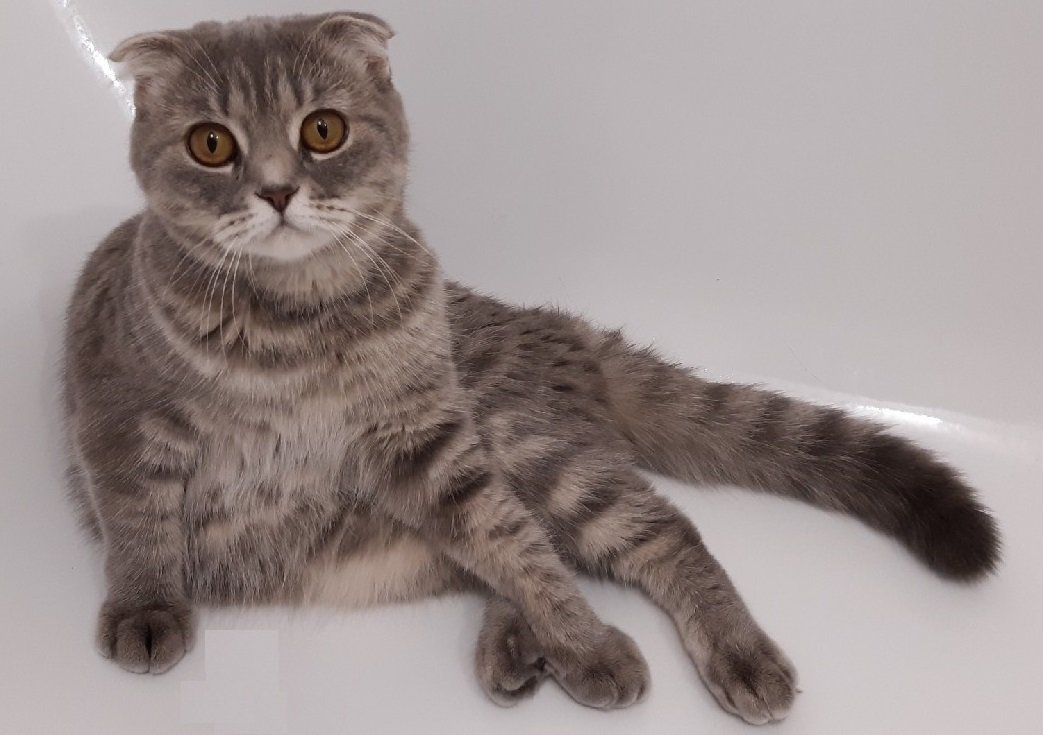 Кошка Майя - животные, кошка - оригинал