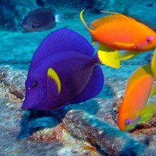 Colorful Fish
