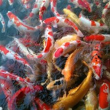 Схема вышивки «Koi Fish»