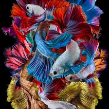 Схема вышивки «Assorted Betta Fish»