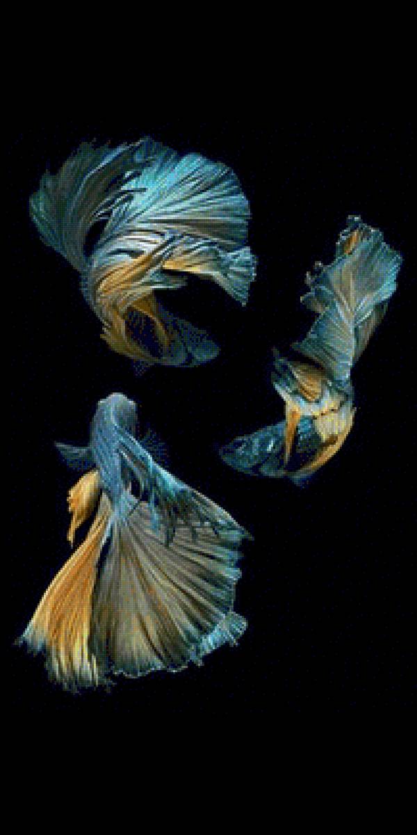 Betta Fish - fish - предпросмотр