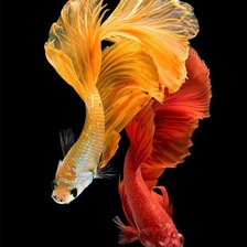 Yellow and Red Betta Fish
