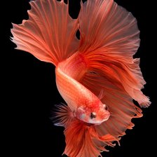 Orange Halfmoon Betta Fish