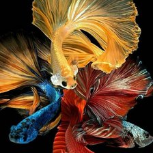Схема вышивки «Betta Fish»
