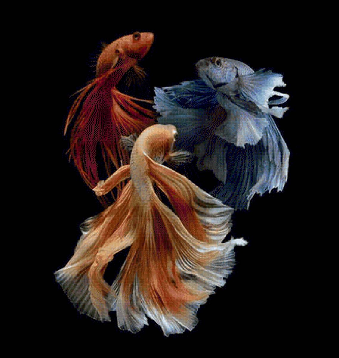 Betta Fish Trio - fish - предпросмотр