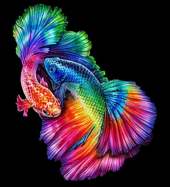 Rainbow Betta Fish - fish - оригинал