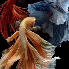 Схема вышивки «Betta Fish Trio»