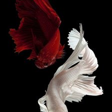 White and Red Betta Fish