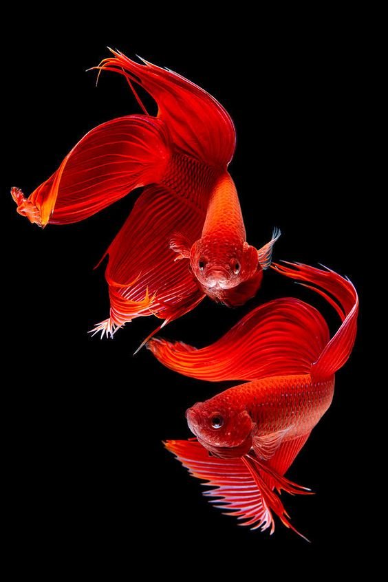 Red Betta Fish - fish - оригинал