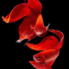 Схема вышивки «Red Betta Fish»