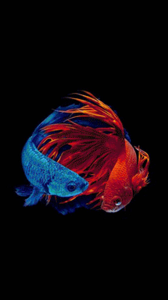 Two Betta Fish - fish - предпросмотр