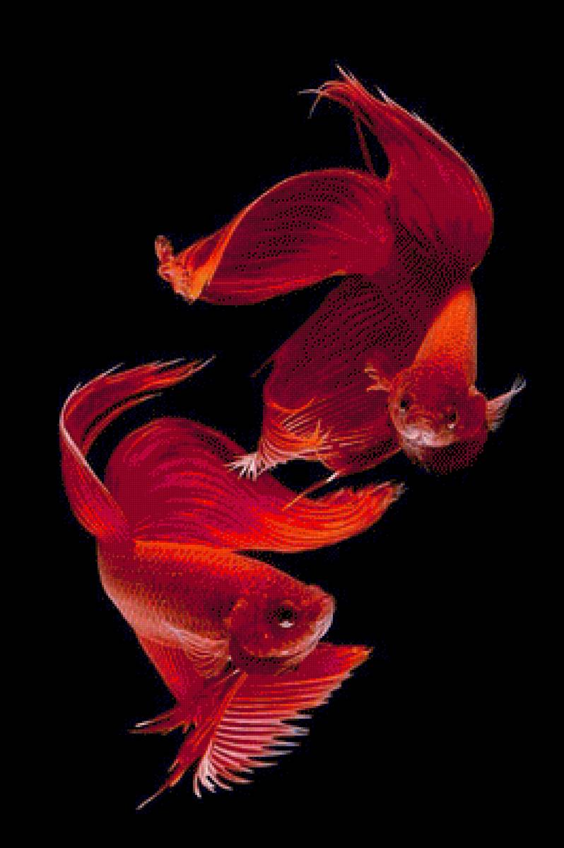 Red Betta Fish - fish - предпросмотр