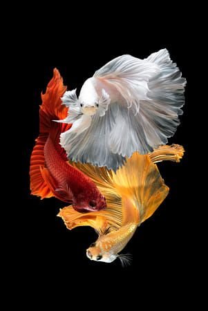 Betta Fish Trio - fish - оригинал