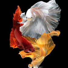 Схема вышивки «Betta Fish Trio»