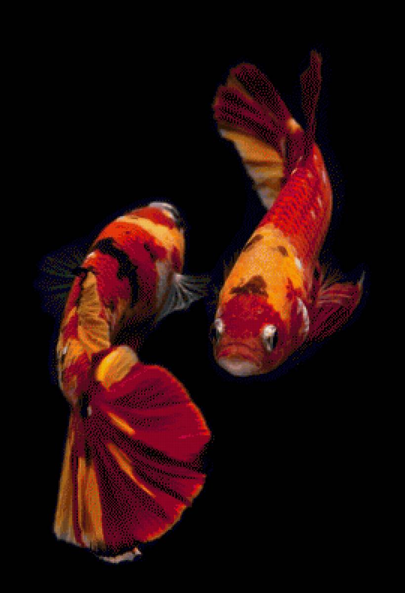 Koi Fish - fish - предпросмотр