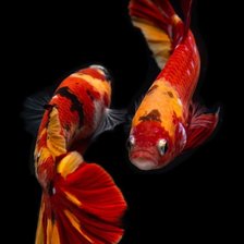 Схема вышивки «Koi Fish»