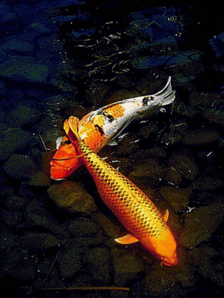 Two Koi Fish - fish - предпросмотр